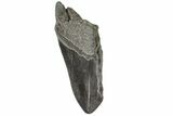 Partial Megalodon Tooth - South Carolina #172204-1